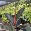 Abidjan Rubber Plant Live, Ficus Elastica, 3ft Tall, 6in Pot, Indoor Houseplant - Image 1
