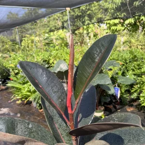 Abidjan Rubber Plant Live, Ficus Elastica, 3ft Tall, 6in Pot, Indoor Houseplant - Image 1