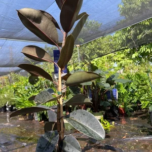 Abidjan Rubber Plant Live, Ficus Elastica, 3ft Tall, 6in Pot, Indoor Houseplant - Image 2