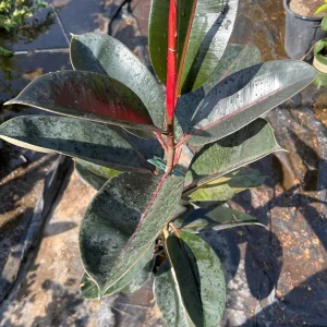 Abidjan Rubber Plant Live, Ficus Elastica, 3ft Tall, 6in Pot, Indoor Houseplant - Image 3