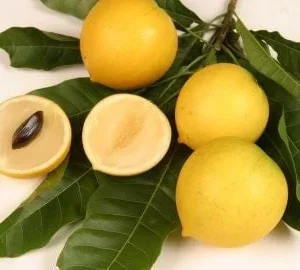 Abiu Live Plant – Pouteria Caimito – Tropical Fruit Tree – 3 ft Tall – 3 Gal Pot - Image 1