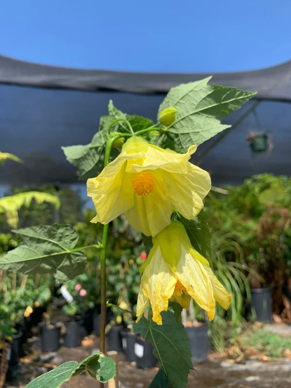 Abutilon Chiffon Live Plant - Flowering Maple Shrub, Yellow Bell Flowers, 2ft Tall, 6 Inch Pot - Image 1