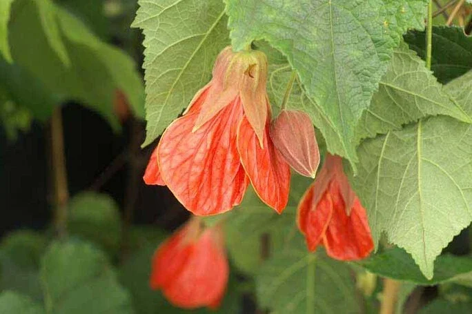 Abutilon Christina Live Plant – 1-2ft Tall – 6 inch Pot – Flowering Shrub - Image 1