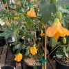 Abutilon Frieda Live Plant – 1 Gallon Pot – 1 Ft Tall – Flowering Shrub - Image 1