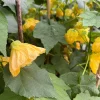 Abutilon Golden Ballerina Live Plant – Flowering Shrub – 1 Gallon Pot – 1 Foot Tall - Image 1