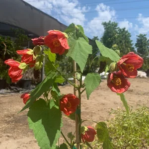 Abutilon 'Green-eyed Lady' Live Plant - 2ft Tall, 6in Pot, Patio Tree - Image 3