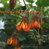 Abutilon Orange Hot Lava Live Plant – 1-2ft Tall, 6in Pot – Outdoor Shrub - Image 1