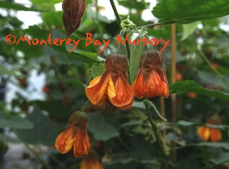 Abutilon Orange Hot Lava Live Plant – 1-2ft Tall, 6in Pot – Outdoor Shrub - Image 1