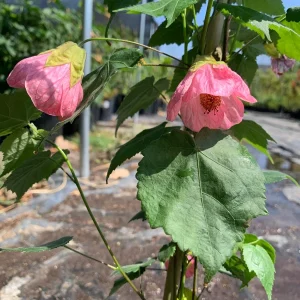 Abutilon Rosalie Live Plant – Pink Flowering Shrub – 2-3 ft Tall – 6 inch Pot - Image 3