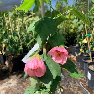 Abutilon Rosalie Live Plant – Pink Flowering Shrub – 2-3 ft Tall – 6 inch Pot - Image 5