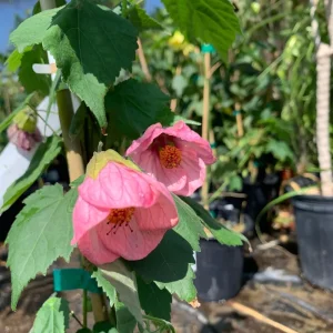 Abutilon Rosalie Live Plant – Pink Flowering Shrub – 2-3 ft Tall – 6 inch Pot - Image 1