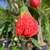 Abutilon Sangria Live Plant – 2-3ft Tall in 6in Pot – Red-Veined Flowers - Image 1
