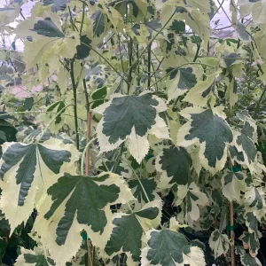 Abutilon 'Savitzii' Live Plant – 2 ft Tall, 6 inch Pot, Flowering Shrub - Image 1