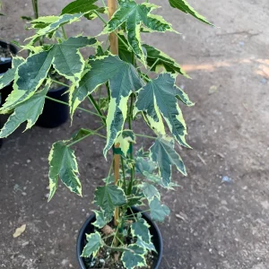 Abutilon Souvenir de Bonn Live Plant - 1 ft Tall in 6 inch Pot - Image 3