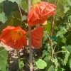 Abutilon Sunrise Reitera Live Plant - Flowering Maple, 2ft Tall, 6 inch Pot - Image 1