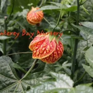 Abutilon 'Tiger Eye' Flowering Maple Live Plant - 2-3 Feet Tall - 3 Gallon Pot - Image 2