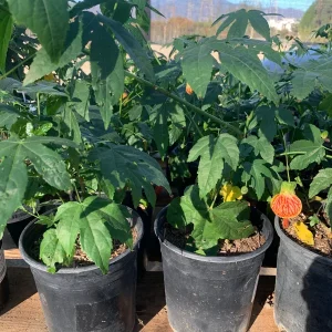 Abutilon 'Tiger Eye' Live Plant – 1 Gallon Pot – 1 Foot Tall – Outdoor Shrub - Image 1