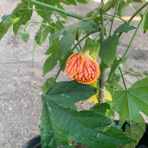 Abutilon 'Tiger Eye' Live Plant - 2-3 Feet Tall, 3 Gallon Pot - Image 1