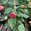 Abutilon Tropic Rose Live Plant – 1 ft Tall – Ship in 1 Gallon Pot – Outdoor Shrub - Image 1