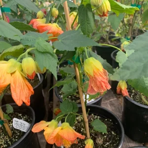 Abutilon Victor Reitor Live Plant – 1 Gallon Pot, 1 Ft Tall, Outdoor Shrub - Image 2