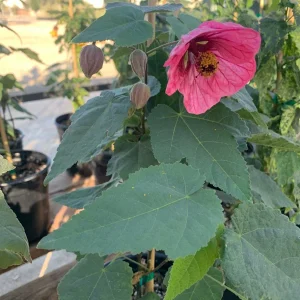 Abutilon 'Watermelon Candy' Live Plant - Flowering Maple, 1 Gallon Pot - Image 5