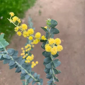 Acacia Cultriformis Live Plant – Knifeleaf Acacia – 1 Gallon Pot – 1 Foot Tall - Image 2