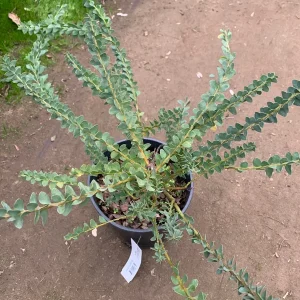 Acacia Cultriformis Live Plant – Knifeleaf Acacia – 1 Gallon Pot – 1 Foot Tall - Image 3