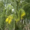 Acacia Pravissima Live Plant – 1 ft Tall – 6 inch Pot – Outdoor Shrub Tree - Image 1