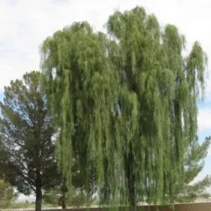 Acacia salicina Willow Acacia Live Plant – 1 Gallon Pot, 1 Foot Tall – Outdoor Tree - Image 2