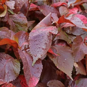 Acalypha Chenille Copper Live Plants – 2 Pack, 4-6