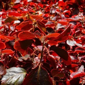 Acalypha Chenille Copper Live Plants – 2 Pack, 4-6