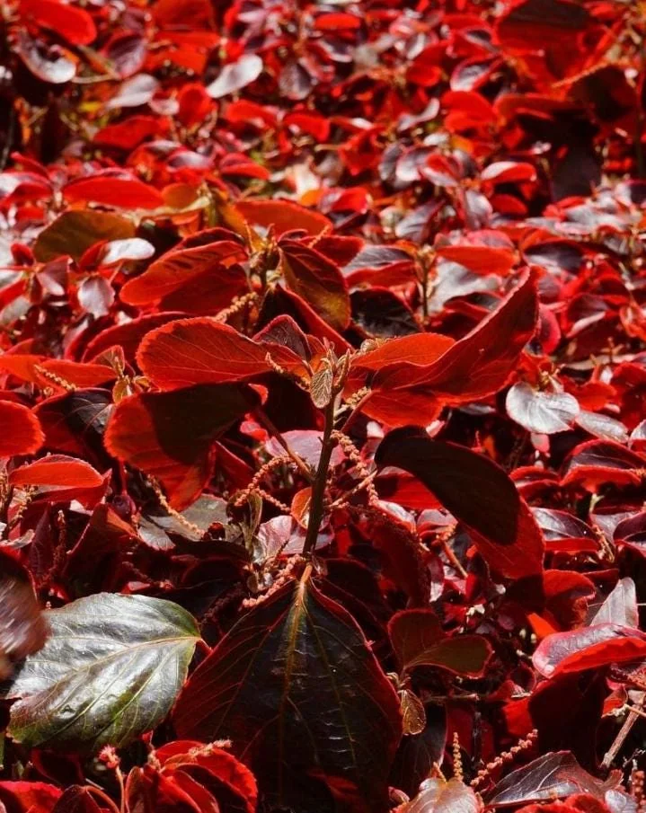 Acalypha Chenille Copper Live Plants – 2 Pack, 4-6" Tall, Colorful Foliage, Easy Care - Image 1