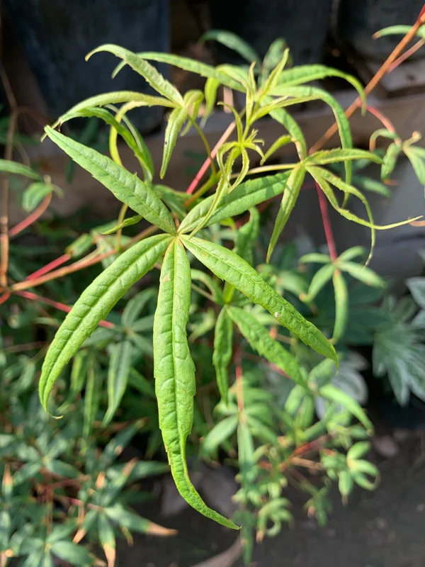 Acer Pentaphyllum Live Plant – Five-Leaf Maple Tree – 1-3 ft Tall – Ships in 6 inch Pot – Outdoor - Image 1