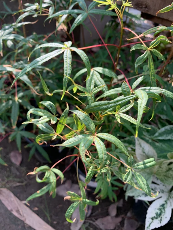 Acer Pentaphyllum Live Plant – Five-Leaf Maple Tree – 1-3 ft Tall – Ships in 6 inch Pot – Outdoor - Image 2