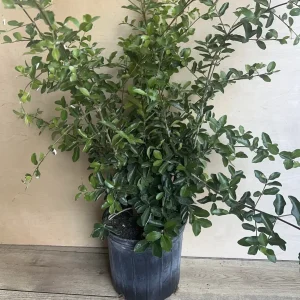 Acerola Cherry Live Plant (Barbados Cherry) - 10