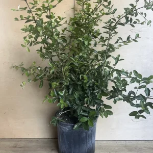 Acerola Cherry Live Plant (Barbados Cherry) - 10