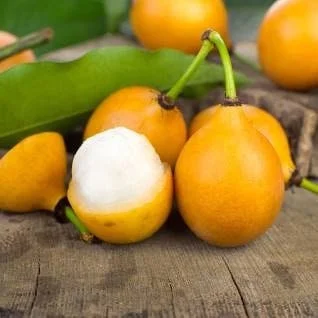 Achacha Live Plant - 1 to 2 Feet Tall Tropical Fruit Tree - Ship 3 Gal Pot - Image 1