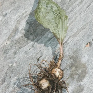 Adam & Eve Orchid Live Plant - Aplectrum Hyemale - Woodland Orchid - Image 3