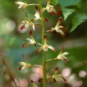 Adam & Eve Orchid Live Plant - Aplectrum Hyemale - Woodland Orchid - Image 6