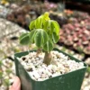Adenia Glauca Live Succulent Plant – Unique Houseplant in 4 inch Pot - Image 1