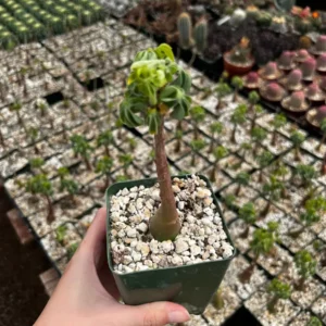 Adenia Glauca Live Succulent Plant – Unique Houseplant in 4 inch Pot - Image 5