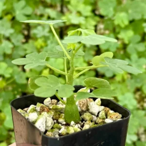 Adenia Glauca Live Succulent Plant – Unique Houseplant in 4 inch Pot - Image 8