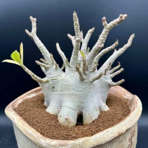 Adenium Arabicum Desert Rose Live Plant - Bare Root, Drought-Tolerant - Image 3
