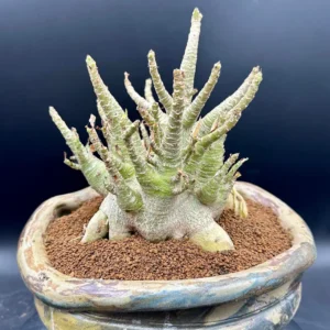Adenium Arabicum Desert Rose Live Plant - Bare Root, Drought-Tolerant - Image 4