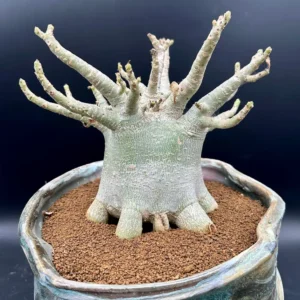 Adenium Arabicum Desert Rose Live Plant - Bare Root, Drought-Tolerant - Image 5