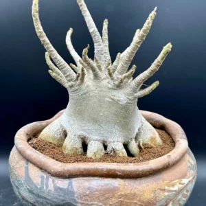 Adenium Arabicum Desert Rose Live Plant - Bare Root, Drought-Tolerant - Image 6