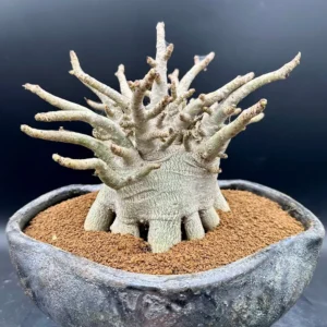 Adenium Arabicum Desert Rose Live Plant - Bare Root, Drought-Tolerant - Image 7