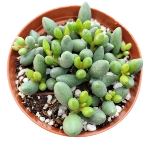 Adromischus oviforme Succulent Plant – Live Plant – Drought Tolerant - Image 2