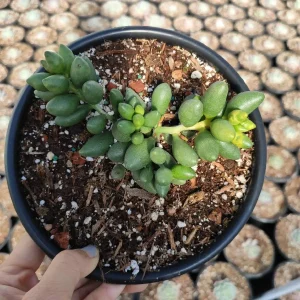 Adromischus oviforme Succulent Plant – Live Plant – Drought Tolerant - Image 5