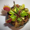 Adult Venus Flytrap Live Plant – Dionaea Muscipula – 3 inch Pot – Carnivorous - Image 1